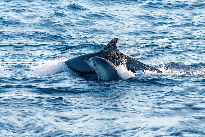 Experience a Sunrise With Dolphins - Essential Information for the Sunrise Experience