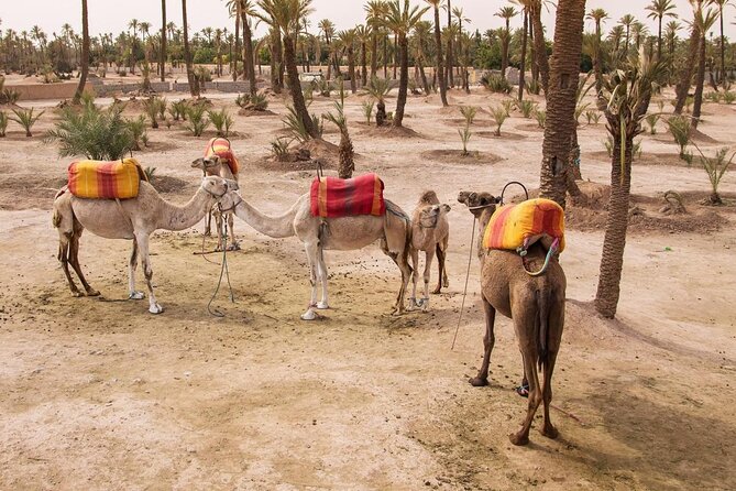 Experience Spa Hammam Massage and Camel Tour