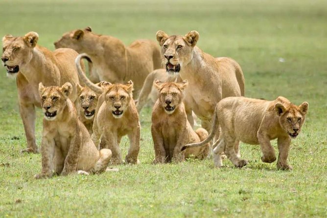 Explore the Big 5 Tanzania Safari 4 Days / 3 Nights - Tour Highlights