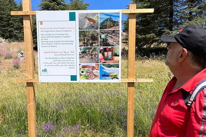 Fabulous Cedars Forest Hiking Day Trip - What To Expect
