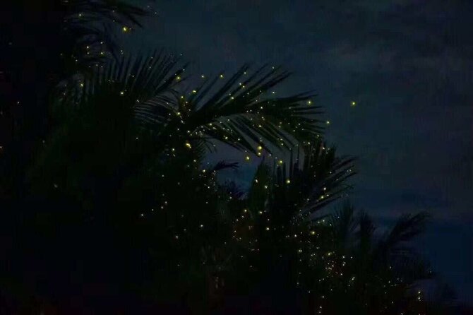 Fireflies & Silver Leaf Monkey Gazing Tour - Tour Details