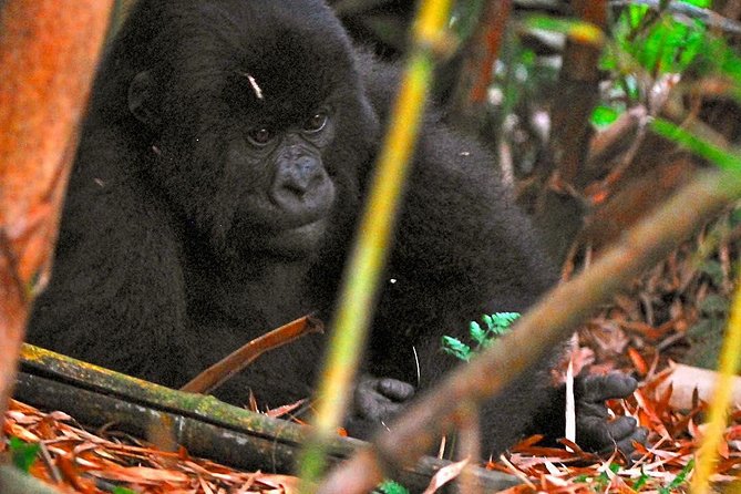 From Kigali: 2-Day Rwanda Gorilla Trekking Experience