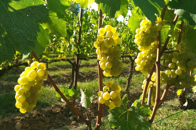 From MILAN Private Franciacorta & Amarone Valpolicella Wine Tour - Reviews