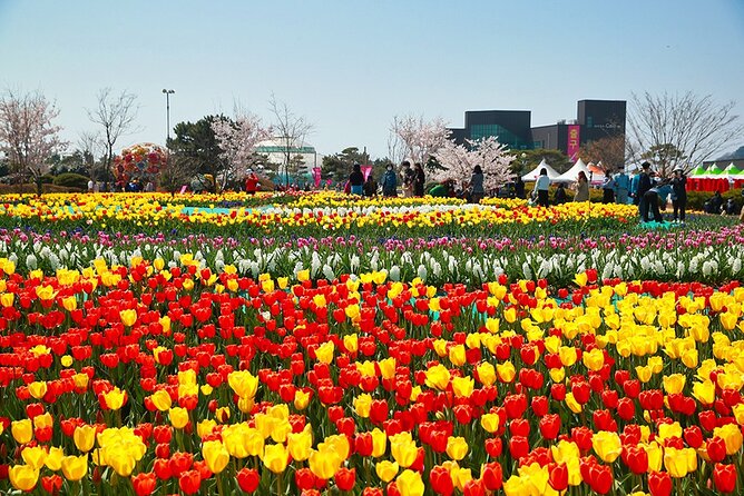 From Seoul: Taean Tulip Festival & Strawberry Picking Day Tour - Tour Highlights