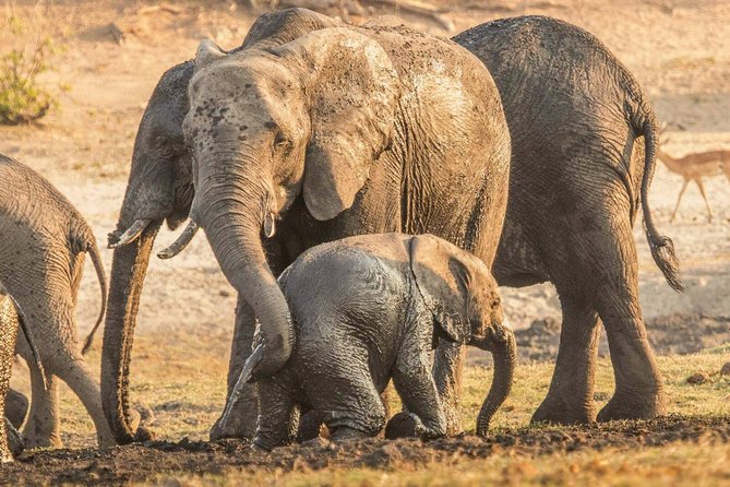 From Victoria Falls: 4 Days 3 Nights- Chobe Camping Safaris