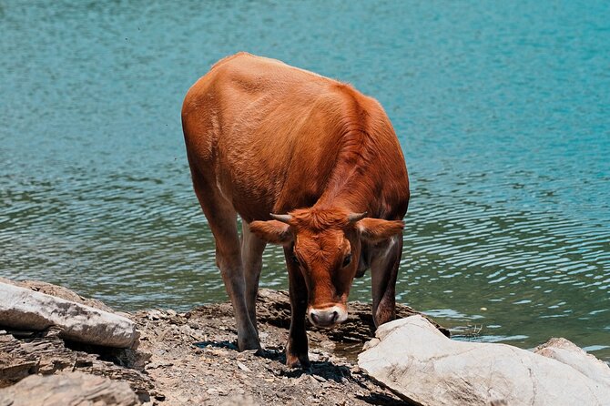 Full-Day Activity Watching Wild Horses in Aveto Valley - Activity Overview