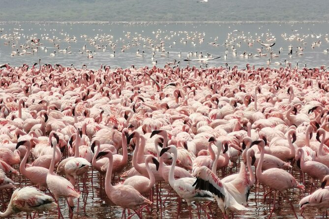 Full Day Adventure to Lake Nakuru National Park From Nairobi