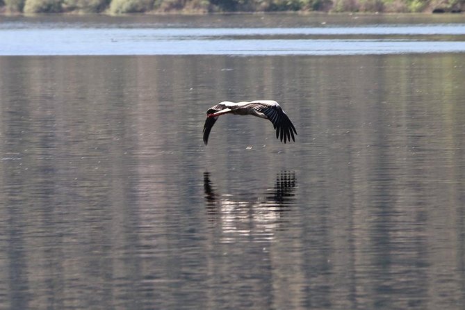 Full-Day Bird Watching Private Tour From Lisbon With Lunch - Tour Highlights