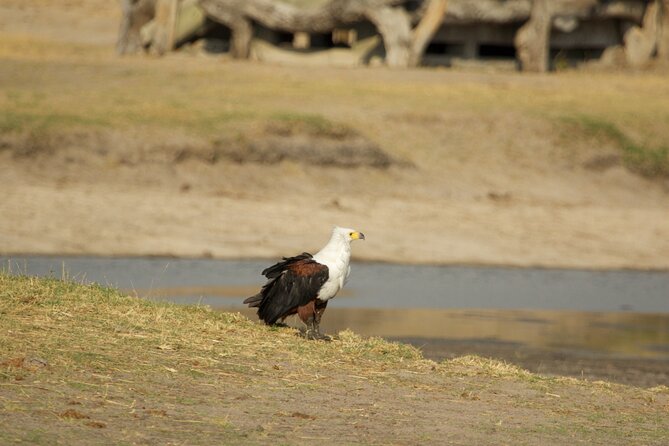 Full Day Birding Zambezi National Park Includes Picnic Lunch