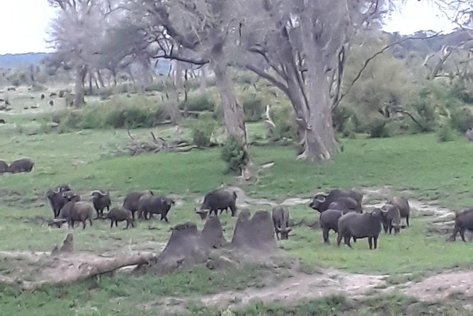 Full Day Chobe Trip - What To Expect