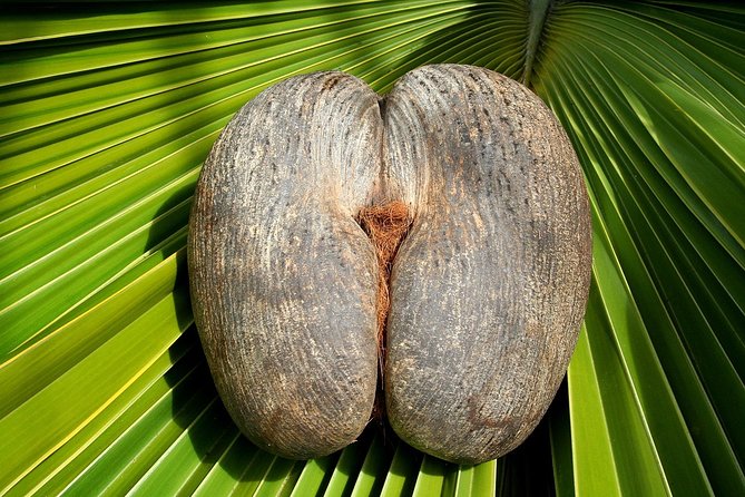 Full Day Discovery Tour of Vallee De Mai and Anse Lazio on Praslin Island - Tour Details
