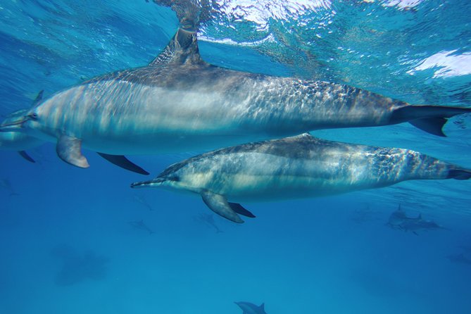 Full Day Dolphin House Satayeh Reef Snorkeling Sea Trip With Transfer-Marsa Alam