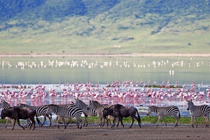 Full-Day Lake Nakuru National Park Guided Tour From Nairobi - Tour Highlights