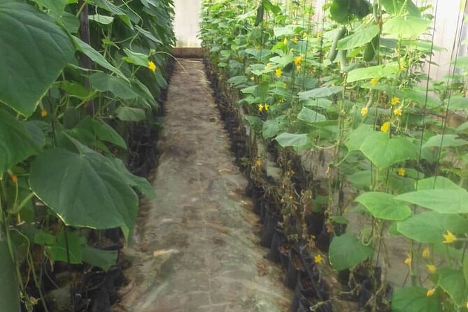 Full-Day Private Farm Area Tour