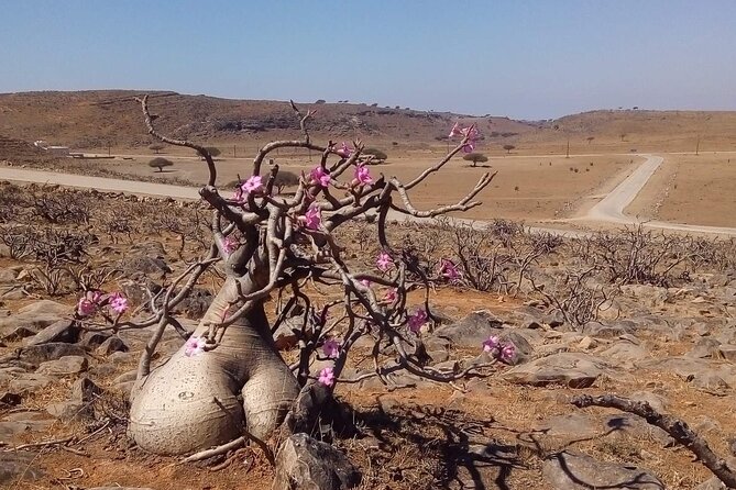 Full Day Private Guided Day Trip in Salalah - Private Guide and Transportation