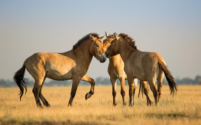 Full-Day Private Tour to Debrecen and Hortobagy National Park From Budapest