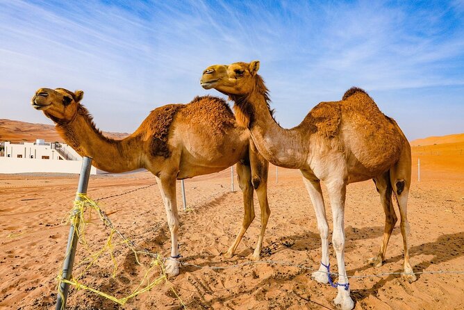 Full-Day Private Wahiba Sands Desert and Wadi Bani Khalid Tour - Pricing and Inclusions