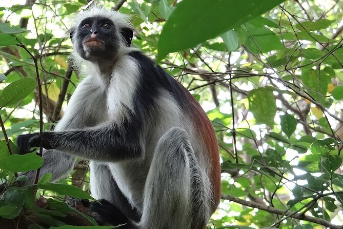 Full Day Private Zanzibar Triple Delight Tour - Inclusions