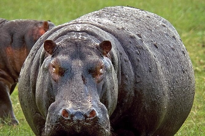 Full-Day Safari Chobe National Park