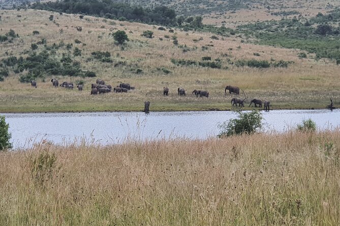 Full Day Safari From Johannesburg - Pilanesberg Nature Reserve - Meeting and Pickup Information