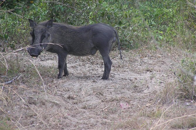 Full-Day Safari in Maputo National Park - Price and Booking
