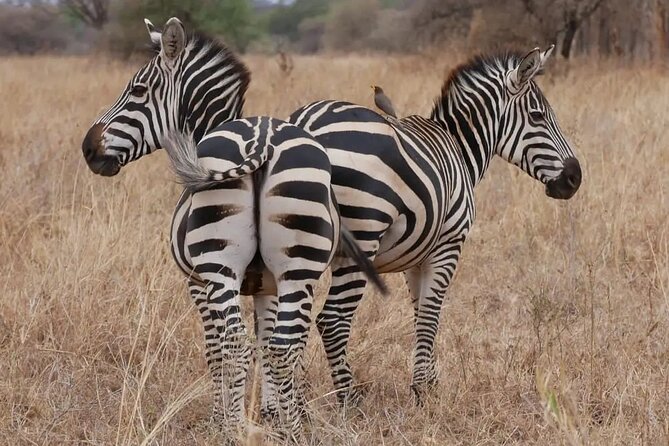Full Day Safari to Selous Game Reserve From Zanzibar - Pickup and Departure Time