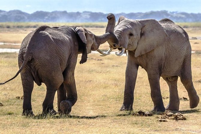 Full Day Tour to Amboseli National Park - Mt. Kilimanjaro Views