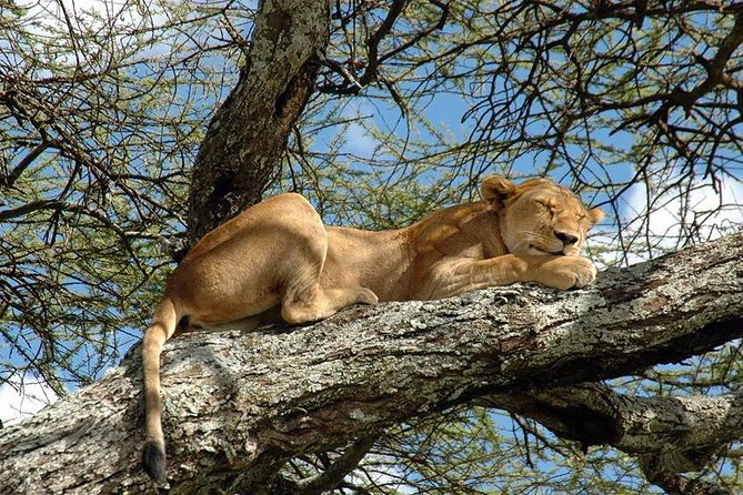 Full-Day Trip to Tarangire National Park