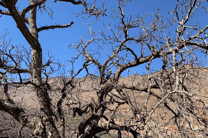 Full Day Trip to the Toubkal Mountains & a Camel Ride - Logistics