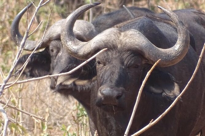 Game Drive and Short Rhino Walk
