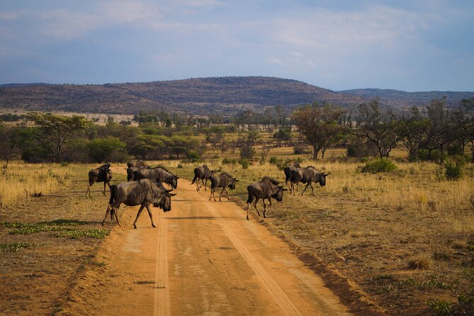 Game Drive in Zimbabwe - Vehicle and Equipment Provided