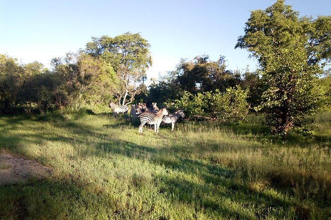 Game Drive Into the Musi Otunya National Park - Logistics and Operations