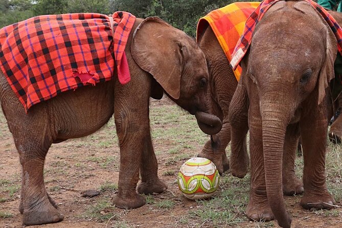 Giraffe Center and David Sheldrick Elephant Orphanage Day Tour From Nairobi - Tour Highlights