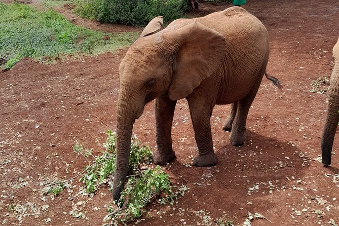 Giraffe Centre and Animal Orphanage Guided Tour In Nairobi. - Tour Inclusions