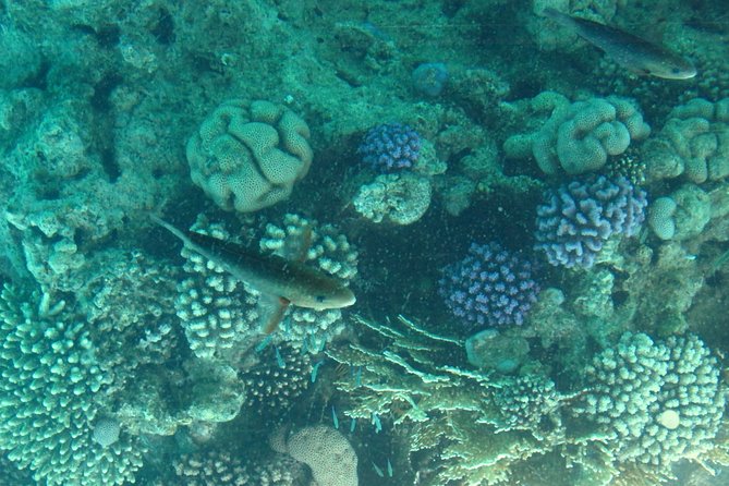 Glass Boat, Na'Ama Bay Over Coral Reef, Near Garden and Far Garden - Pickup Details