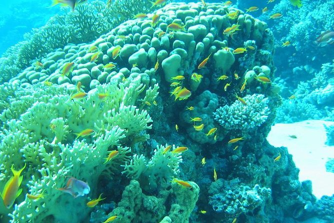 Glass Bottom Boat Trip in Dahab - Pickup Information