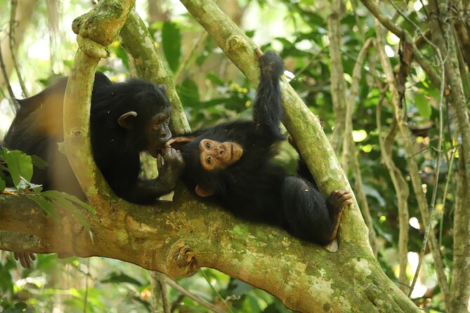 Gombe National Park Chimpanzee Trekking - Private Tour Experience