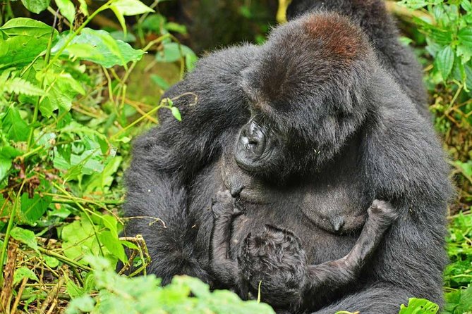 Gorillas, Game and Masai Mara Safari – 14 Days