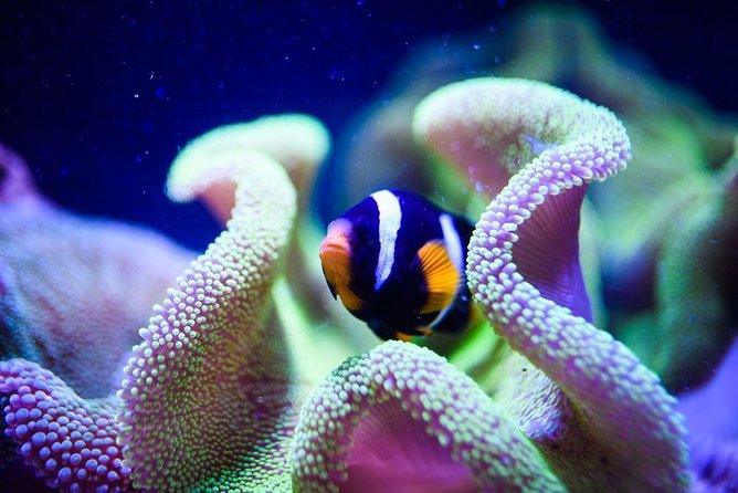 Grand Aquarium From Hurghada