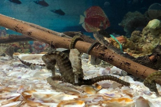 Grand Aquarium Hurghada - Location and Meeting Point