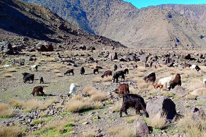 Guided Berber Villages Trek 5 Days in Atlas Mountains - Accommodation Details