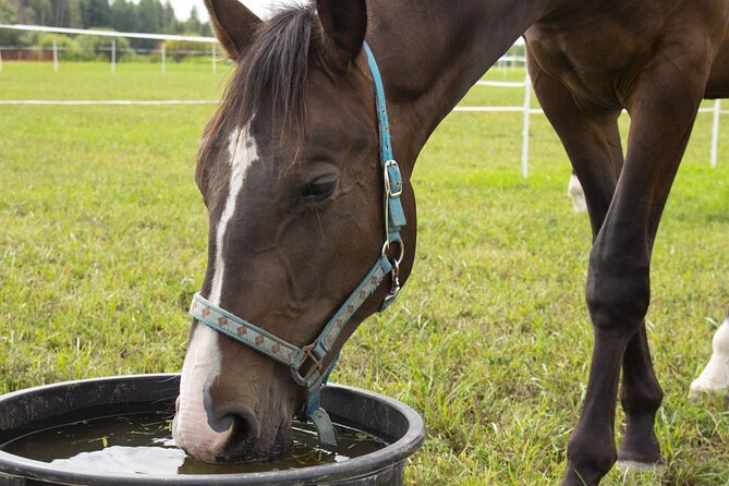 Guided Experience to Learn About Horses and Horse Care - Location and Venue Details