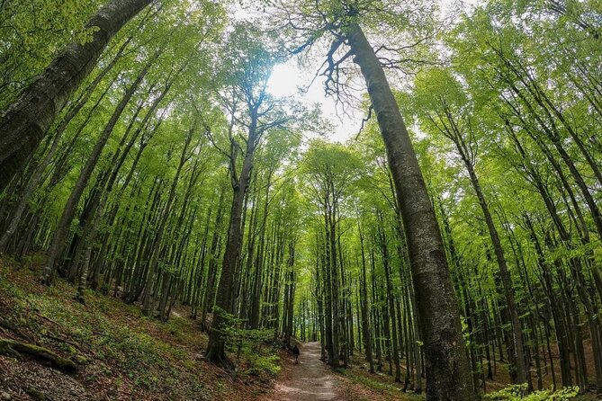 Guided Hiking Adventure in Risnjak and Lokvar Lake - Scenic Hike in Risnjak National Park