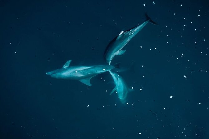 Guided Kayak 2-Hour Activity With Dolphins - Activity Overview