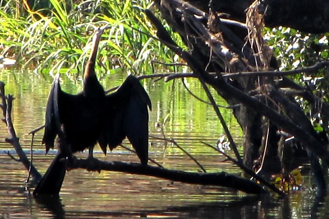 Half-Day Birding Tour of Livingstone