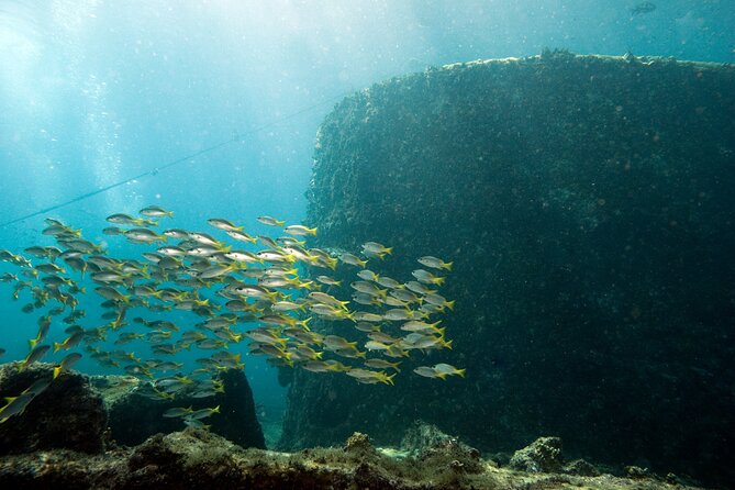 Half-Day Diving in Sal - Tour Description