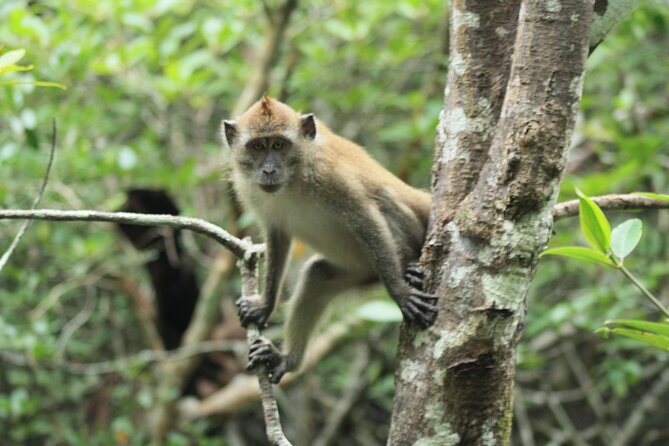 Half-Day Geopark Cruise From Langkawi - Tour Overview