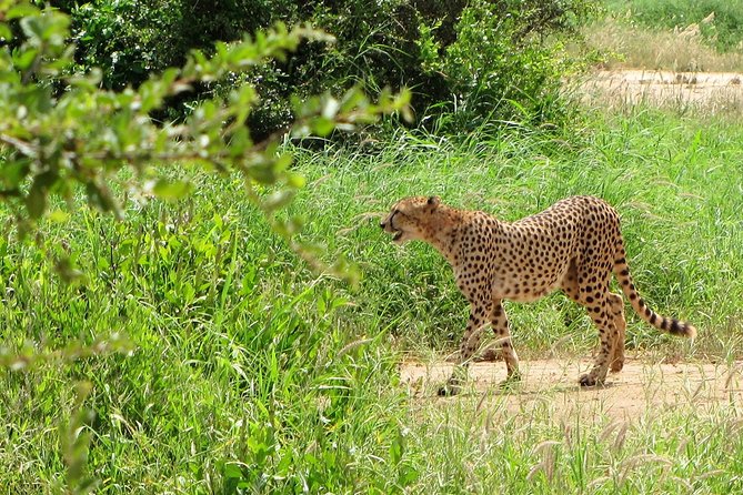 Half Day Nairobi National Park - Transportation Details