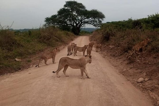 Half-Day Nairobi National Park Game Drive Guided Tour With Pick Up - Tour Overview