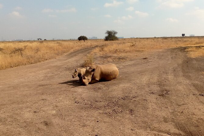 Half Day Nairobi National Park Guided Tour With Coffee and Snack - Tour Overview